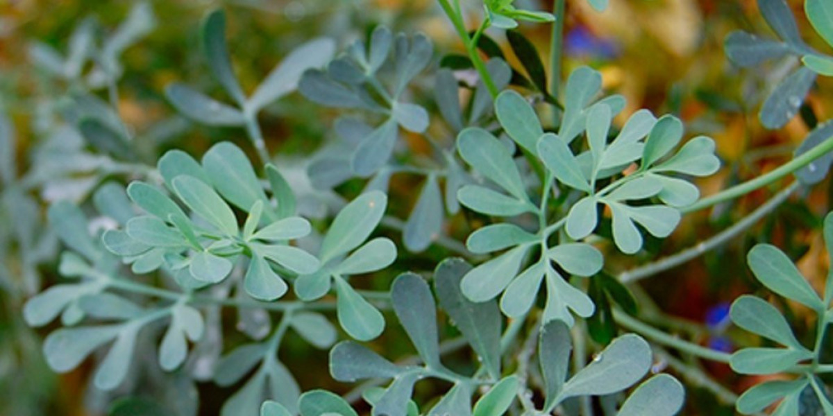 Ruda: beneficios y propiedades increíbles