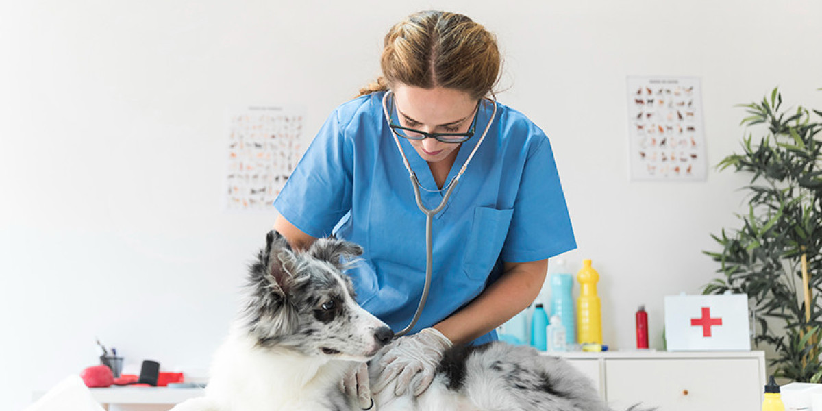 Cholangiohepatitis in Dogs