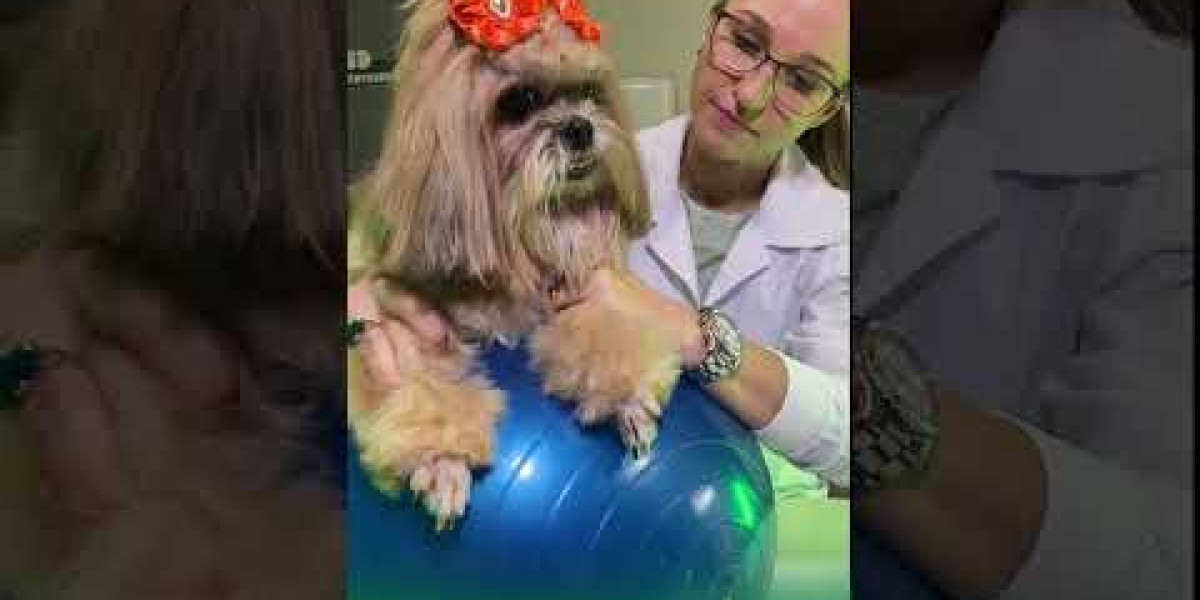 Electrocardiograma en perro: hallazgos más importantes