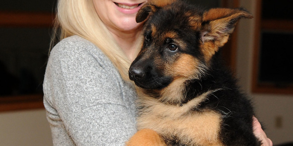 16 Facebook Pages You Must Follow For Purebred German Shepherd Dog Marketers
