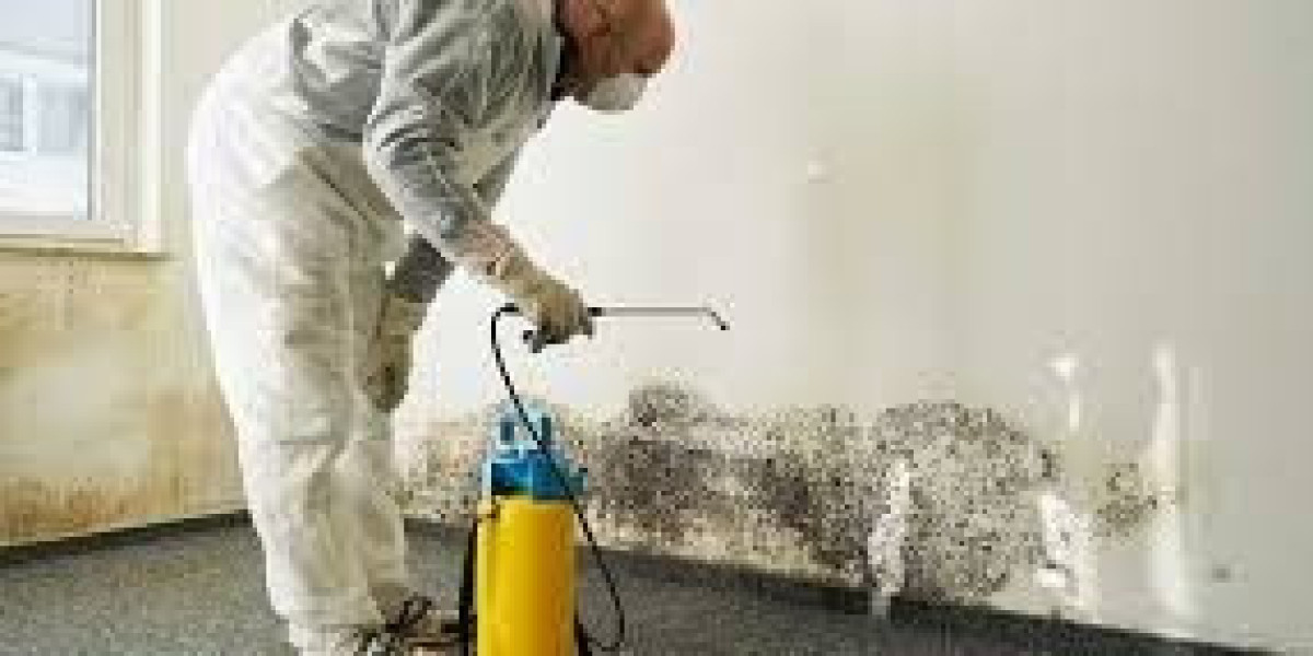 Top 10 Mold Removal Companies in South West Florida
