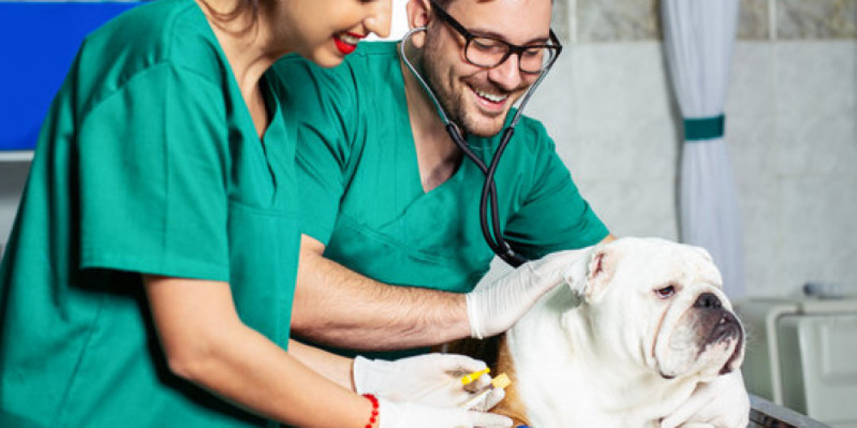 Cortisol em Cães: Entenda Como o Teste de ACTH Revela Problemas Hormonais na Saúde do Seu Pet