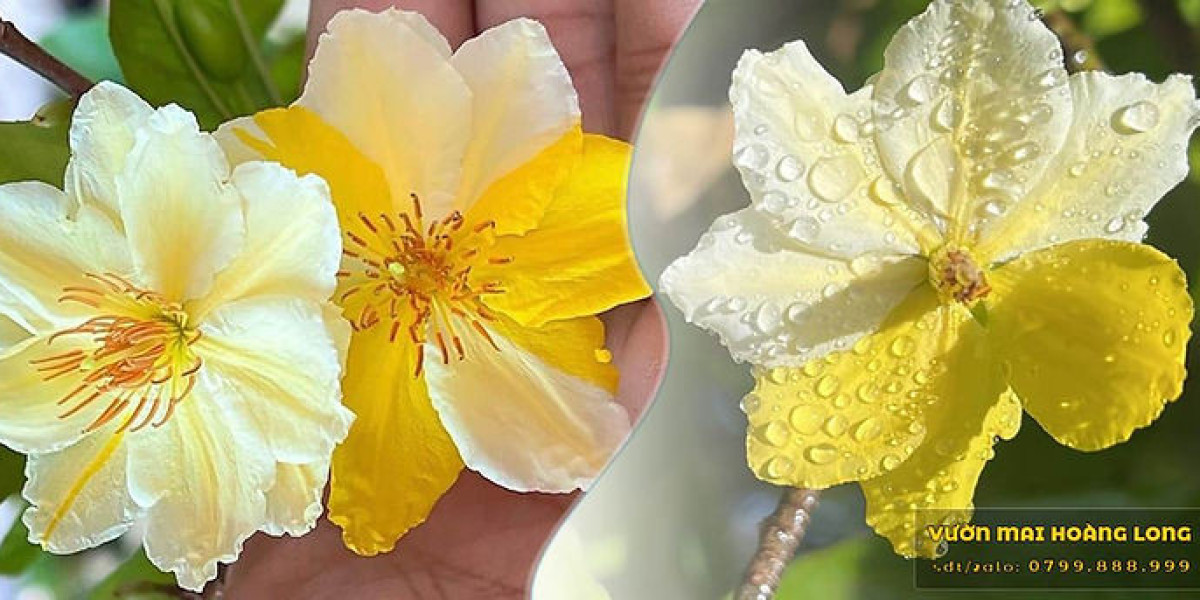 Thị Trường Hoa Đào – Hoa Mai Tết