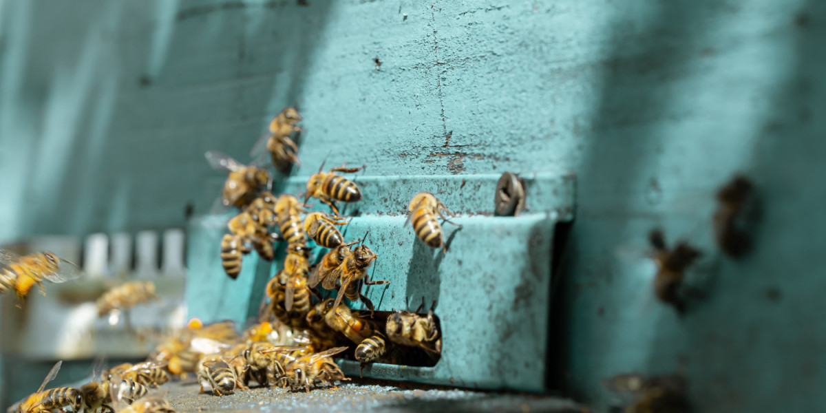 How IoT is Saving Beekeeping: From Australian Wildfires to Ant Control