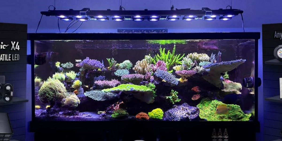 The Importance of Proper Lighting and Filtration for a Thriving Reef Tank