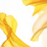 aromology Profile Picture