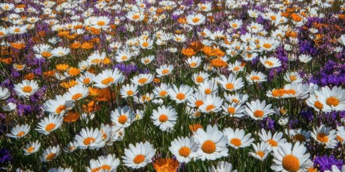 Preserving Large League Baseball Towards Alone