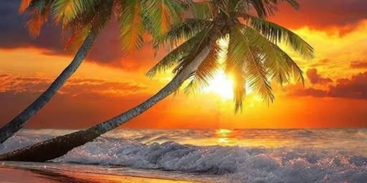 Knight Cap: Men Tennis Tends to make Software program Historical past Once more