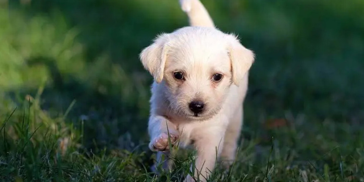 Master of Puppies | Professional Dog Training Australia for Every Breed