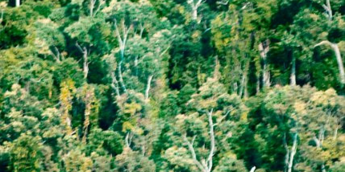 Things to do and places to visit in Casino, New South Wales