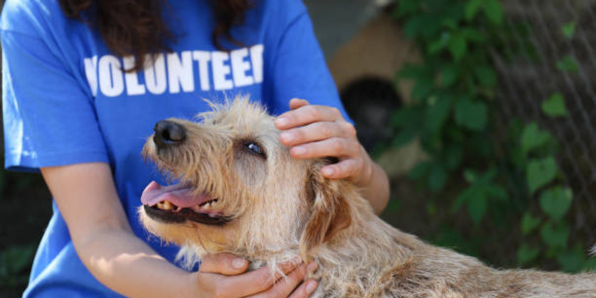 Exploring the Spiritual and Cultural Beliefs About Dogs