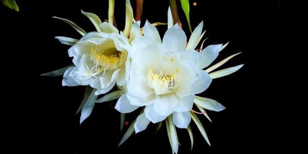 Queen of the Night Flower: Beauty That Blooms in Darkness